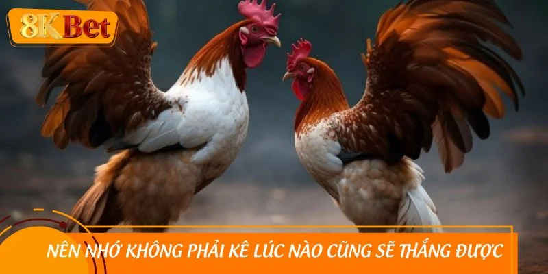 Nên nhớ không phải kê lúc nào cũng sẽ thắng được