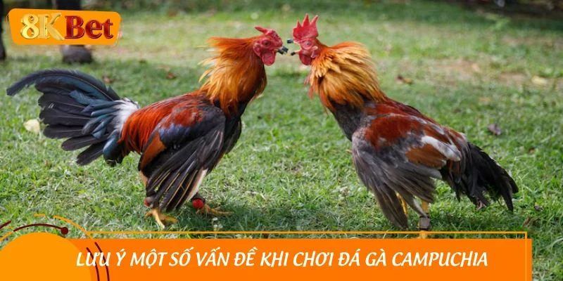 Lưu ý một số vấn đề khi chơi đá gà Campuchia