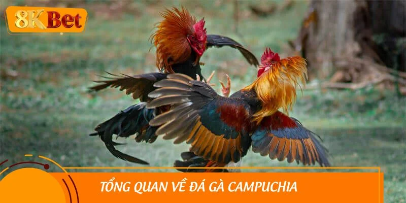 Tổng quan về đá gà Campuchia