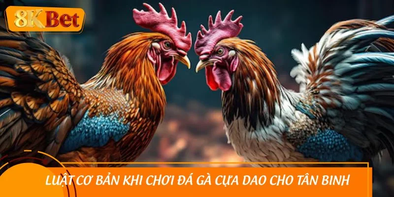 Luật cơ bản khi chơi đá gà cựa dao cho tân binh