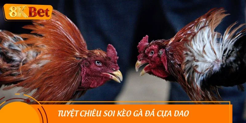 Tuyệt chiêu soi kèo gà đá cựa dao