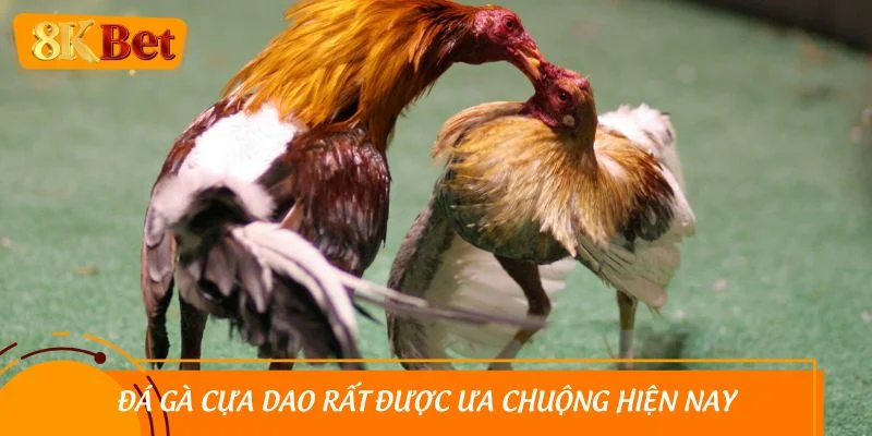 Đá gà cựa dao rất được ưa chuộng hiện nay