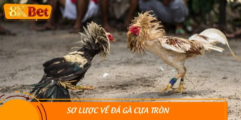 Sơ lược về đá gà cựa tròn