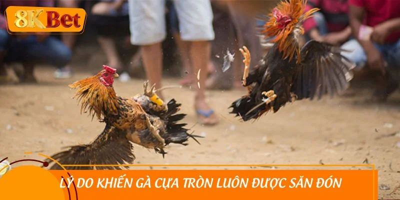 Lý do khiến gà cựa tròn luôn được săn đón