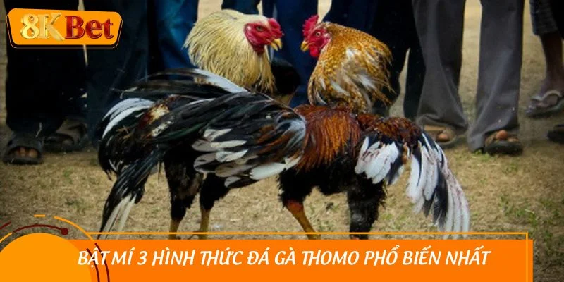 Bật mí 3 hình thức đá gà Thomo phổ biến nhất