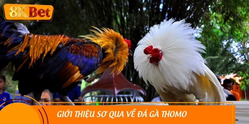 Giới thiệu sơ qua về đá gà Thomo